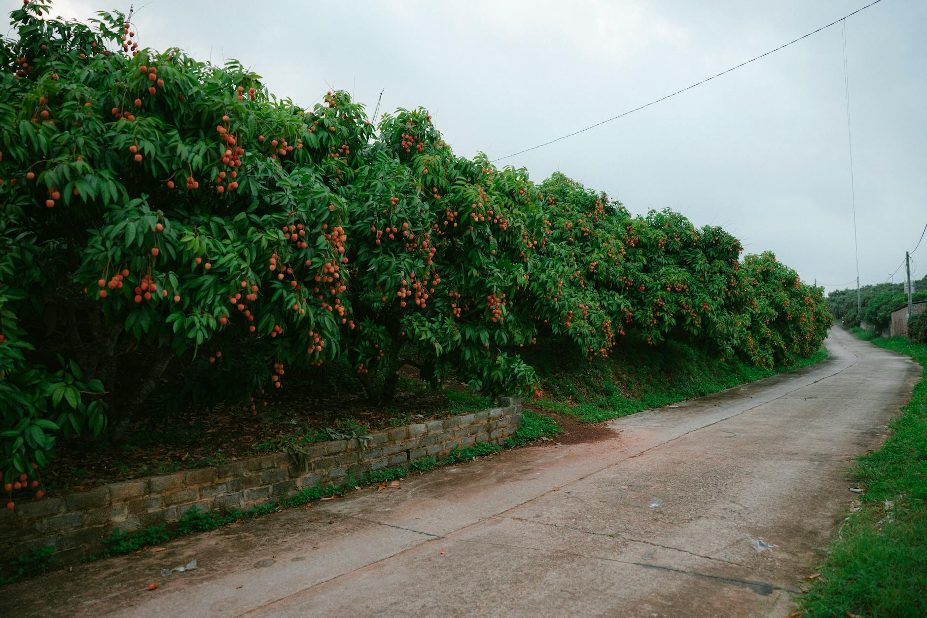 Szpaler drzew owocowych wzdłuż wiejskiej drogi w zielonym krajobrazie