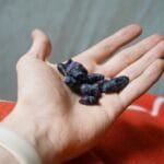 Jagoda kamczacka: odmiany kanadyjskie (Boreal Beauty, Blizzard, Beast) czy rosyjskie (Wojtek, Zojka)? Dłoń trzymająca świeże owoce jagody kamczackiej